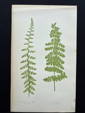 Polypodium Alpestre Flexile Lacinatum Antique Fern Print Engraving 1857