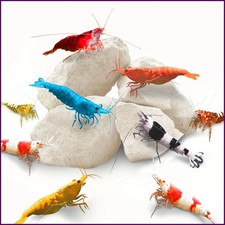 Grams of Shrimp Rock-Natural Calcium Magnesium Stone for Crayfish,Hermit