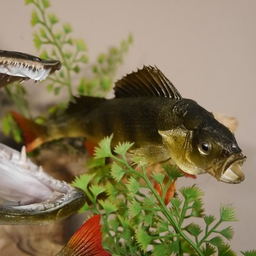 Pike Con 2 Barschen Lunghezza 98 CM Su Piastre Decorative Preparato Pesce - Foto 5 di 12