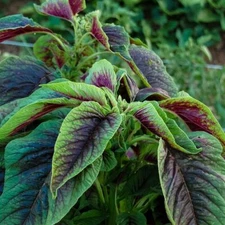 4,000+ Seed Red Green  Amaranth Spinach Rau Den Seeds USA seller
