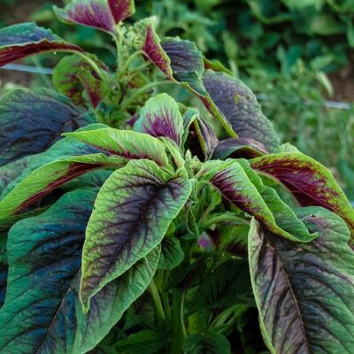 #ad 4000 Seed Red Green Amaranth Spinach Rau Den Seeds USA seller $3.99