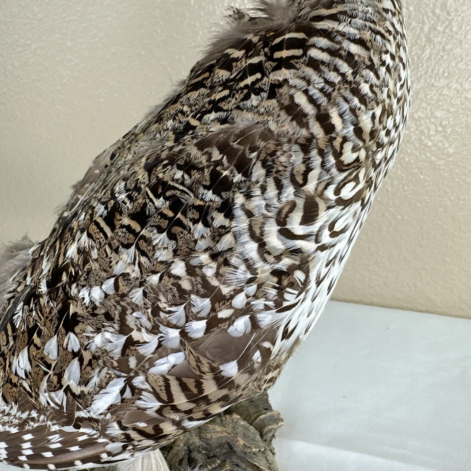 De Colección Cola Afilada Urogallo Taxidermia Montaje Pájaro Real Caza Decoración Cabaña de Troncos Mancave Foto 4 de 4