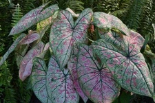 PINK ILLUSION Fancy Leaf Caladium Bulbs - Size #1 - US Seller