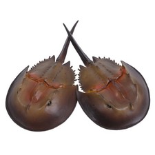 2 Pcs Crab Toy Fake Lifelike Decorative Food Dollhouse Miniature