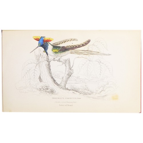 1843 Jardine HUMMINGBIRDS VOLUME 1! 31 HAND-COLORED ENGRAVINGS (Ornithology XIV) - Picture 18 of 24