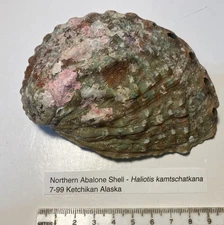 Haliotis kamtschatkana.  114 mm. Pinto/NorthernAbalone. Great shape.