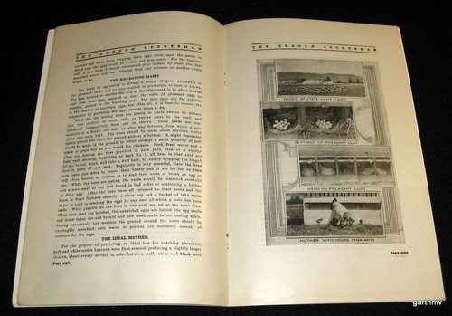 THE OREGON SPORTSMAN 1914 #10 * BIRD KILLING CATS * PHEASANT FARMING PICTORIAL - Picture 3 of 3