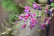 100 SLENDER BUSH CLOVER Lespedeza Virginica Shrub Pink Purple Flower Seeds