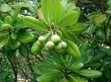 Japanese Cheesewood Tree Seeds for Planting 30 Seeds - Pittosporum tobira