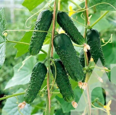 Gurkensamen Mascha F1 frühe ertragreiche Parthenokarpic weltweiter Versand