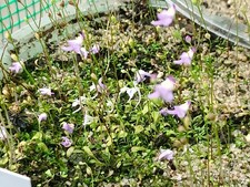 Utricularia Spezies-Mix im Angebot  (Wasserschlauch, Karnivore)