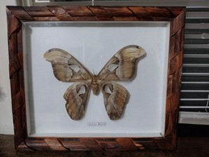 Vintage Butterfly Collection | eBay
