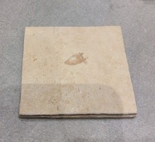 Fossil Versteinerung Fisch Kopf