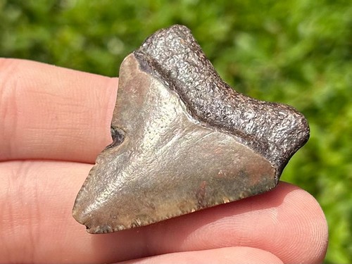 BELLO dente fossile di squalo megalodonte Carolina del Sud età miocene - Foto 2 di 8