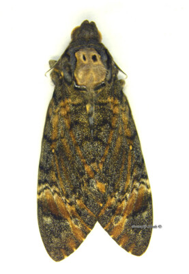 Unmounted Butterfly/Sphingidae - Acherontia styx, FEMALE, Thailand