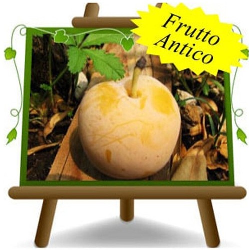 Susino Regina Claudia Gialla - Pianta Da Frutto In Vaso 20 Cm, Altezza 150-170 Cm, Et&agrave; 2 Anni, Autofertile, Frutti Giallo-ambrato