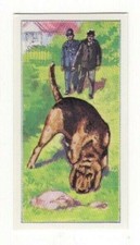 Dogs at Work Collector Card #15 The Bloodhound as a police tracking dog 