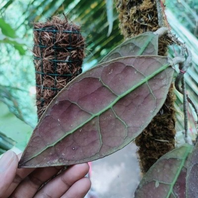 Hoya AFF Lambii Sp Borneo Free Phytosanitari Ship DHL Express