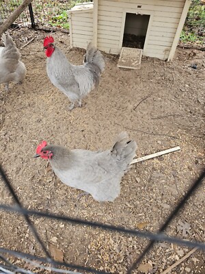 6 Lavender Orpington Fertile Hatching Eggs