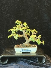 Portulacaria Afra (Jade) Mame Bonsai