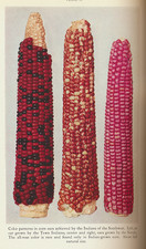 Botany Smithsonian Institution 1931 1st Ed 97 Full Page Photos Collated Complete