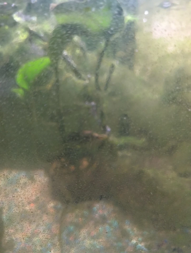 Tudo incluído para tanque de peixes de 40 galões e quatro peixes - Imagem 3 de 4