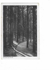 L333 AK  Die Gotik des Waldes Harz RS: Werbung Milchwerke ungelaufen ca. 1930-50