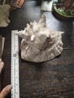Large Horned Pink Queen Conch Sea Shell 8+” Giant Pink Blowing Horn Prop — photo 3