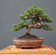 Juniperus chinensis Bonsai Tree, Ficus, tiger brack tree