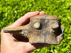 HUGE Fossil Tylosaurus Mosasaur Vertebrae 5” Texas Dinosaur Bones Cretaceous
