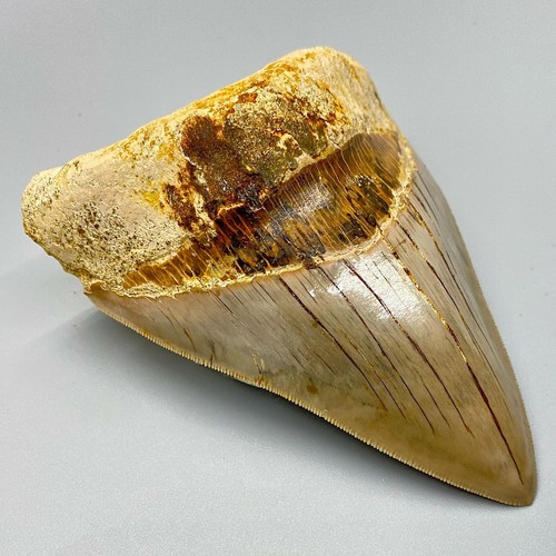 RAZOR SHARP Dente MEGALODON fossile seghettato 4,74" - Spessore Indo Meg inferiore - Foto 2 di 8