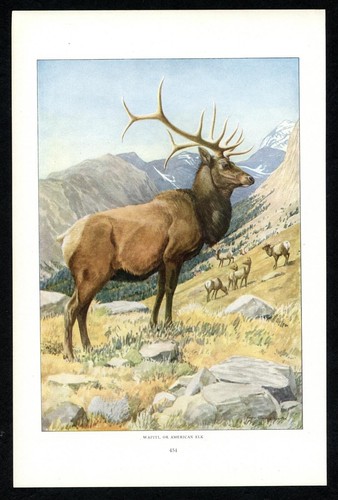 American Elk, Wapiti, 1916 Louis Agassiz Fuertes print, North American wildlife - 第 1/3 張圖片