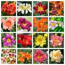 10 MIXED COLORS DAYLILY Hemerocallis Day Lily Fine Mix Red Purple Flower Seeds