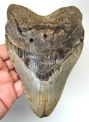 MEGALODON SHARK TOOTH - XXL 5.24  REAL HUGE FOSSIL - NO RESTORATIONS SHARK TEETH