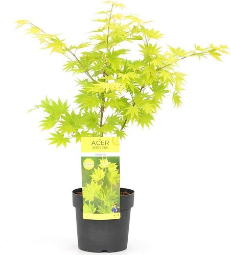 YouGarden - Japanese Maple Tree, Acer Shirasawanum 'Jordan' in a 3L Pot 40-50cm - Picture 6 of 7