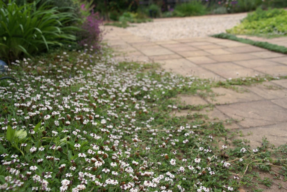 LIPPIA NODIFLORA.LIPIA. 100 UNIDADES.""OFERTA"" - Imagen 3 de 4