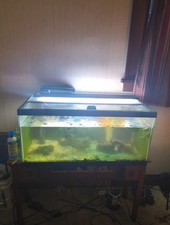Everything Included For 40 Gallon Fish Tank And Four Fish
