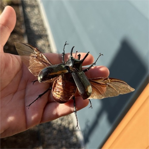 Real Beetle Specimen with Wings Spread, Hand pinned