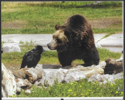 8X10 ''Love at First Sight'' Back 2020 Grand Teton Calendar Framed Photo by Abi