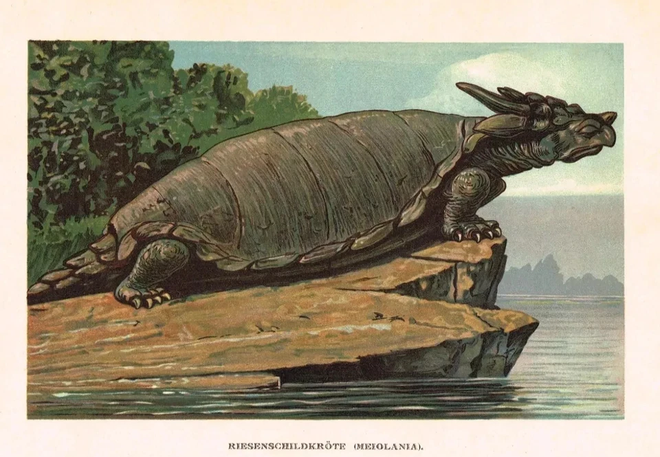 Meiolania Riesen Urschildkröte - Original deutsche Lithographie 1880er Jahre - Bild 2 von 4