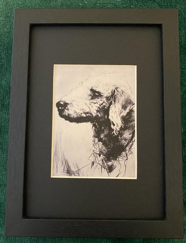 Bedlington Terrier MATTED | FRAMED | READY TO GIFT - 1986 Vintage Dog Art Print
