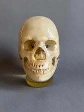 Vintage 3M X-Ray Phantom Skull for Calibration XRAY