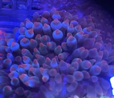 Assorted Rose-Tip Bubble Tip Anemone 3”