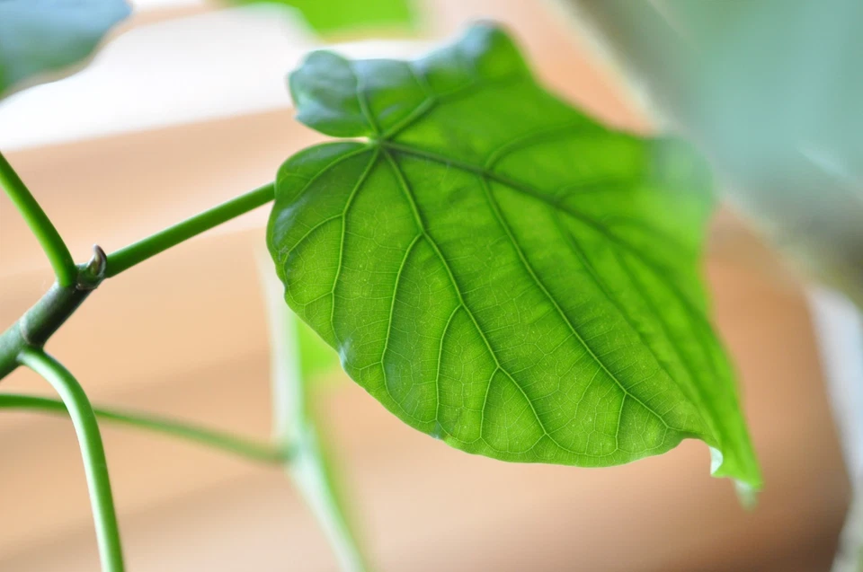 US include tax Nikon AF Micro NIKKOR 105mm f/2.8 D #316833 Macro Lens Tested JP - Image 3 of 4