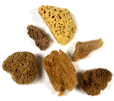 Lot of 6 Natural Sea Artist Sponges   Texturing Tools for Paint, Clay, Crafts