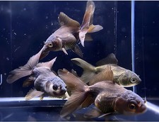 3 Dark Oranda Goldfish - 2-2.5"