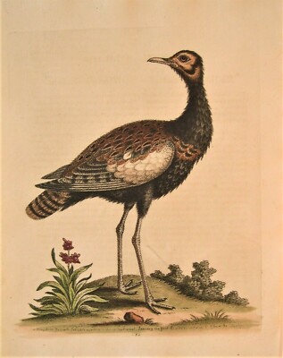 GEORGE EDWARDS ORIGINAL HAND COLORED BIRD ETCHING: PLATE 250: LONDON, 1755