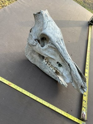 Real Authentic Pig Hog Skull From Texas Science Taxidermy Hunting Oddity