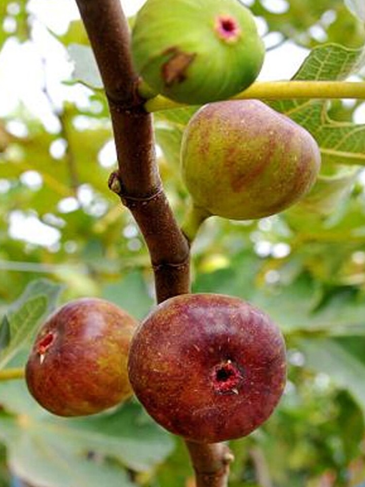 Chrysanthemen Samen 500 Stück - Natürlicher Mückenschutz Für Garten