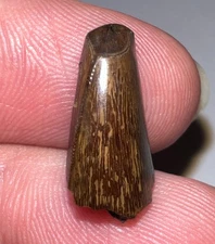 TYRANNOSAURUS REX TREX Fossil Partial Dinosaur Tooth .62 Inches NO REPAIR